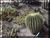 Cienfuegos_v07_Jardin_botanique.jpg (47431 octets)