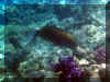 Hurghada_2007_Poissons_328.JPG (56857 octets)