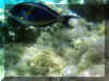 Hurghada_2007_Poissons_330.JPG (66115 octets)
