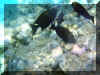 Hurghada_2007_Poissons_340.JPG (61740 octets)