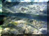 Hurghada_2007_Poissons_378.JPG (73268 octets)