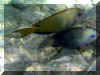 Hurghada_2007_Poissons_387.JPG (52320 octets)