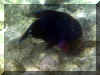 Hurghada_2007_Poissons_388.JPG (55674 octets)