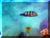 Hurghada_2007_Poissons_394.JPG (64650 octets)