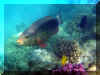 Hurghada_2007_Poissons_396.JPG (56067 octets)