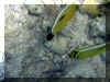 Hurghada_2007_Poissons_403.JPG (75725 octets)