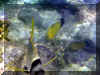 Hurghada_2007_Poissons_409.JPG (70583 octets)