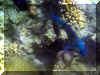 Hurghada_2007_Poissons_460.JPG (71057 octets)