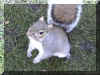 Londres_v49_Kensington_Park_Ecureuil.jpeg (56904 octets)
