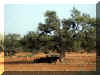 Maroc_2007_Animaux_C50.JPG (107538 octets)