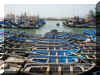 Maroc_2007_Essaouira_367.JPG (84743 octets)
