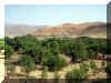 Maroc_2007_Haut-Atlas_252.JPG (75592 octets)