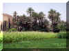 Maroc_2007_Todgha_207.JPG (84868 octets)