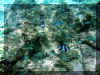 Maurice_2010_Poissons et Coraux_005.JPG (92143 octets)