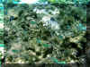 Maurice_2010_Poissons et Coraux_006.JPG (92260 octets)