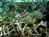 Maurice_2010_Poissons et Coraux_010.JPG (88274 octets)