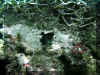 Maurice_2010_Poissons et Coraux_019.JPG (85171 octets)