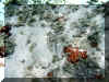 Maurice_2010_Poissons et Coraux_022.JPG (90533 octets)