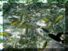 Samana_2008_Poissons_119.JPG (85526 octets)