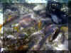 Samana_2008_Poissons_131.JPG (70517 octets)