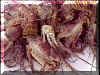 Varadero_v19_Langoustes.jpg (54290 octets)